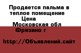 Продается пальма в теплое помещение › Цена ­ 5 000 - Московская обл., Фрязино г.  »    